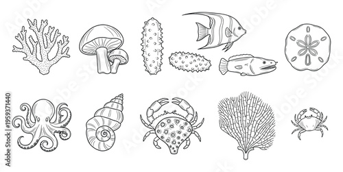 Black and white line drawings of various marine animals and fungi perfect for educational resources, nature studies, or oceanthemed graphic projects