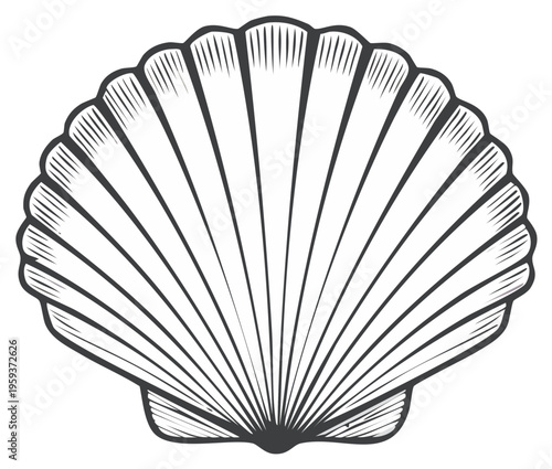 Detailed Line Art Illustration of a Scallop Shell with Radial Ribbing