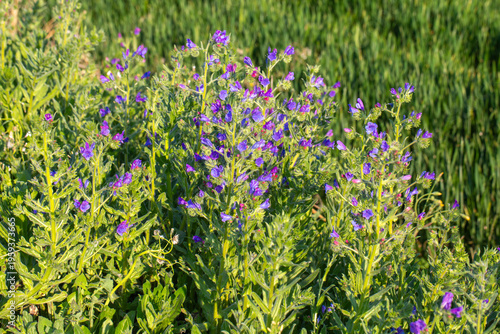Purple Viper's Bugloss (Ech...