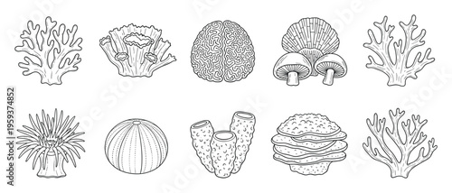 Collection of diverse sea creatures including corals, sea urchin, sea anemone, and sponges, along with a brainlike form and mushrooms, presented as detailed line drawings for educational or