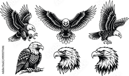 Bald eagle illustration set, detailed black and white flying and perched raptor bird vector collection, vintage engraving style isolated on white