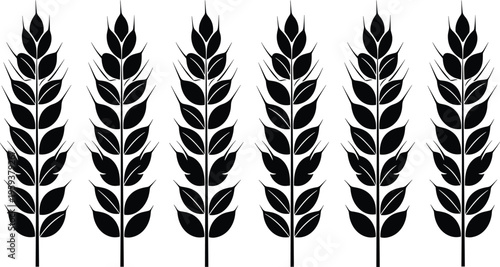 Black and white wheat plant illustration set, detailed cereal grain stalk silhouettes isolated on gray background agricultural vector collection for farming branding