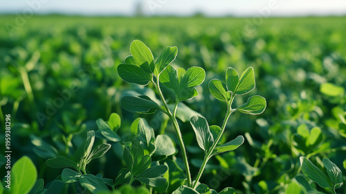 Close-up of green alfalfa plants in a field. The vibrant leaves are lush and healthy, showcasing agricultural growth and sustainability.