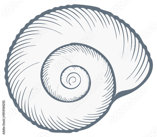 Detailed illustration of a nautilus shell, showcasing intricate spiral design.