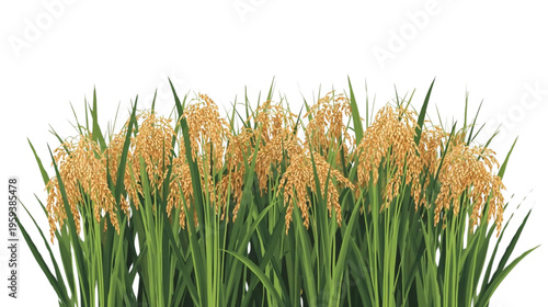 rice plants that are starting to turn yellow