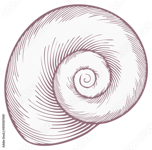 Elegant Hand Drawn Spiral Seashell Illustration Vintage Engraving Style Marine Nature Concept
