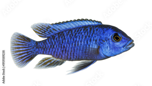 Tableau sur toile Stunning blue cichlid fish swimming gracefully, showcasing its beautiful scales