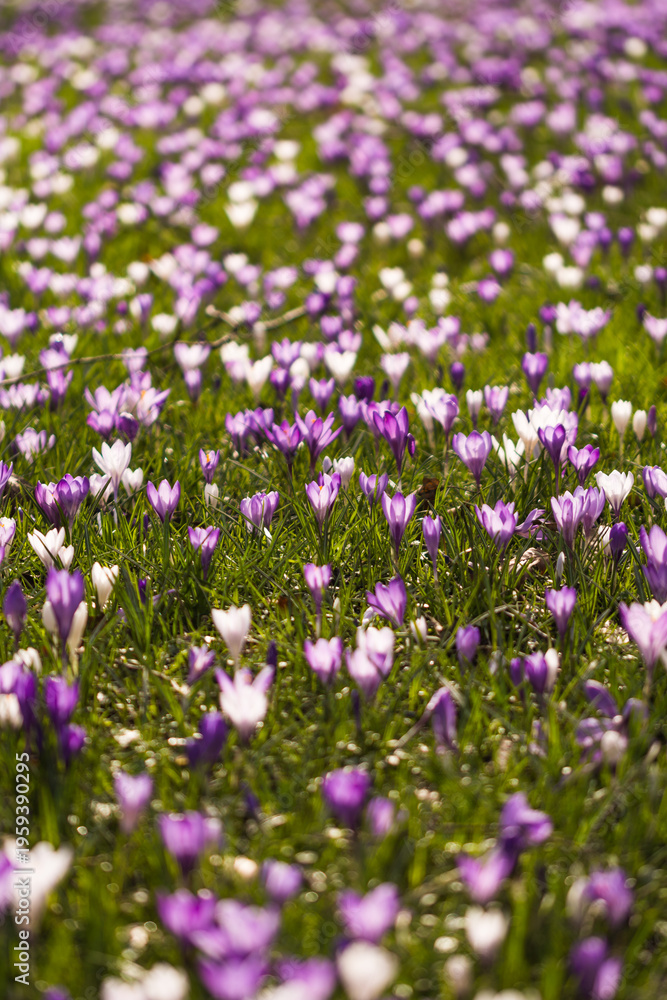 Obraz premium Vivid Crocus Flower Meadow Blossom Macro Close Up Spring