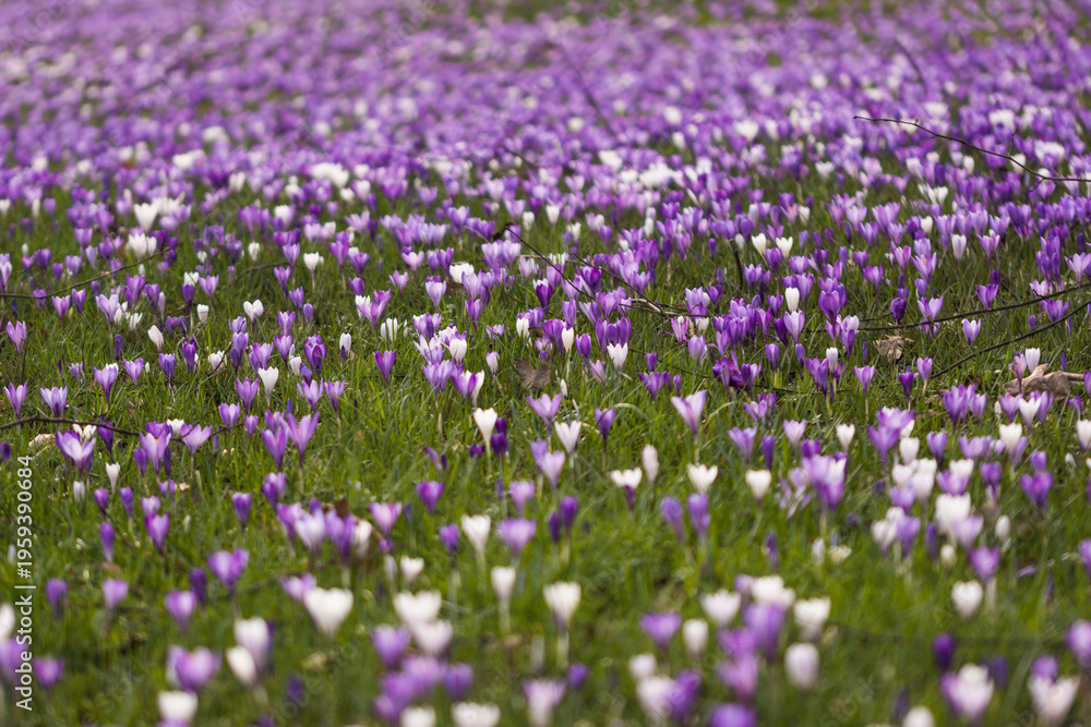 Obraz premium Vivid Crocus Flower Meadow Blossom Macro Close Up Spring 