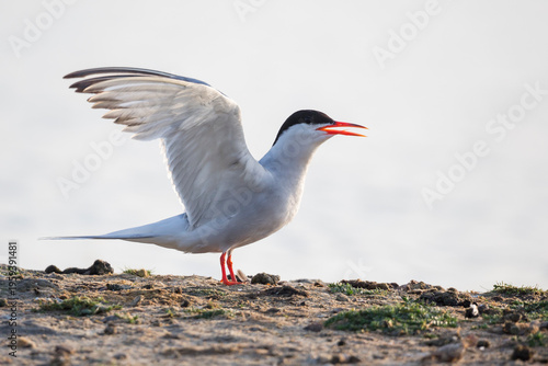 Quadro su tela Common tern (Sterna hirundo) at Balgzandpolder (Den Helder, the Netherlands)