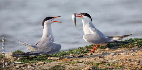 Photos Common tern (Sterna hirundo) at Balgzandpolder (Den Helder, the Netherlands)