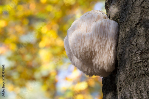 Rare Lion's Mane Mushroom (Hericium erinaceus) in the Netherlands
