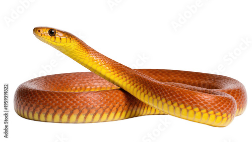 Quadro su tela Vibrant yellow and reddish-brown corn snake with detailed scales coiled in a str