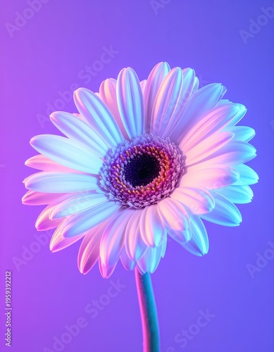 A white gerbera daisy is illuminated with neon pink and blue lights against a purple background.