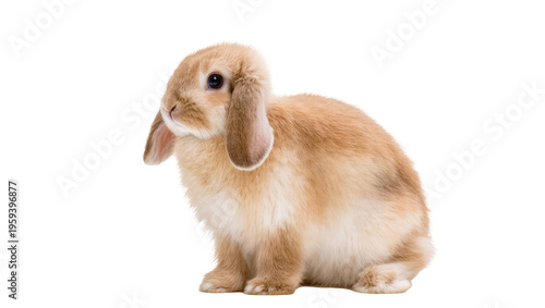 Konstfotografi Adorable fluffy mini lop rabbit looking curious, a charming and gentle pet anima