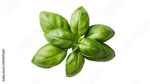 Tableau sur toile Lush green basil leaves arranged in an aromatic organic cluster, healthy culinar