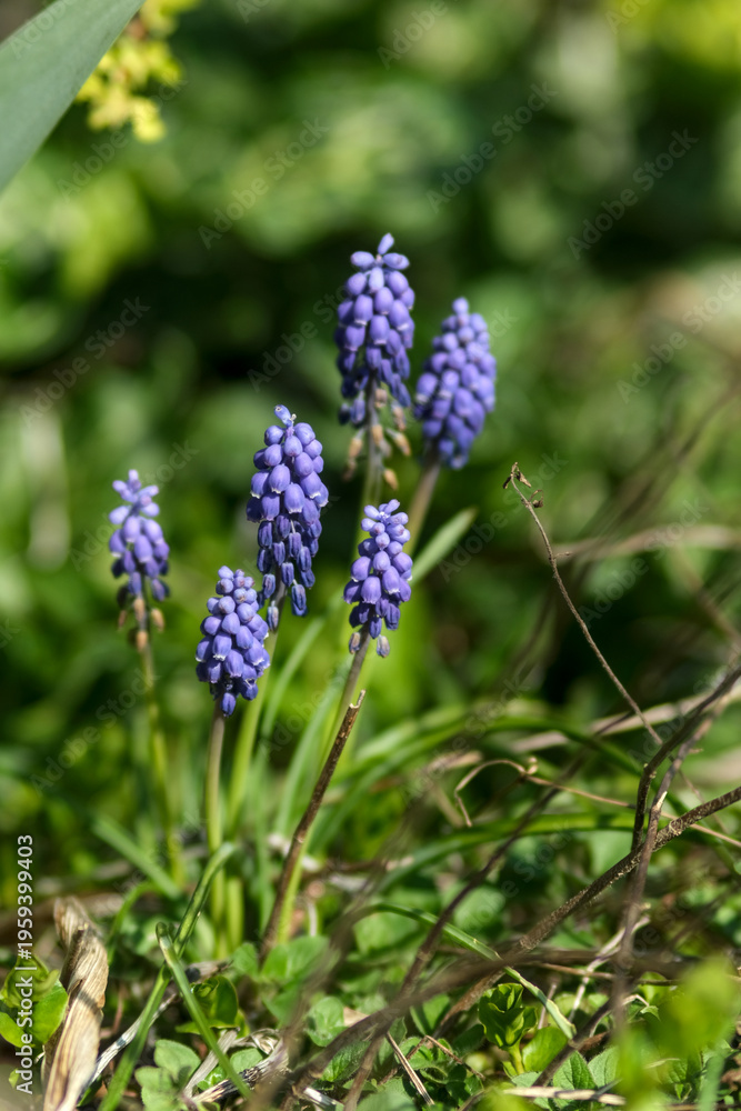 Fototapeta premium Close-up of purple muscari flowers growing among green leaves and grass in a sunlit spring garden, with natural textures and soft background.