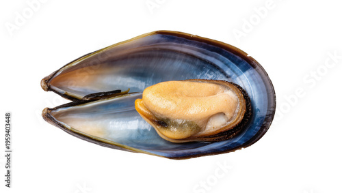 Cooked blue mussel in its open shell revealing the succulent orange meat, fresh seafood