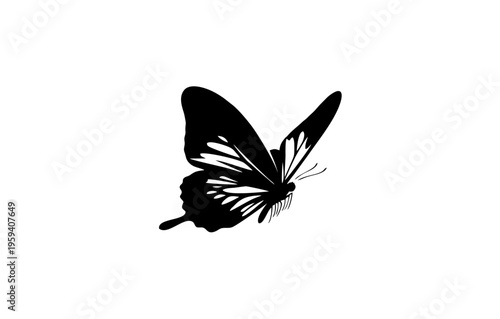 butterfly on white background