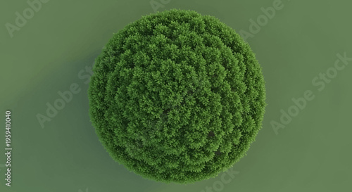 A perfectly shaped green sphere of dense foliage isolated on a soft green backdrop