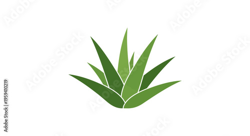 Aloe Vera Plant Illustration on White Background Minimalist Design and Herbal Concept