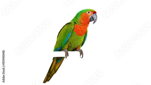 Bild auf Leinwand Stunning exotic macaw with brilliant green and orange feathers perched on a stur