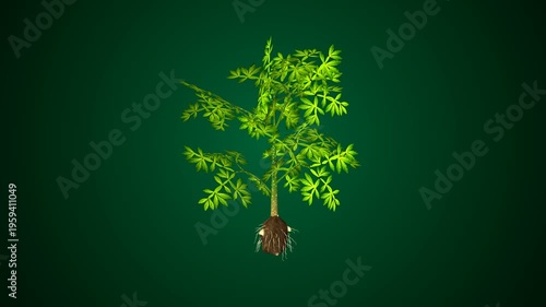 Amorphophallus plant anatomy with background. 3d illustrations