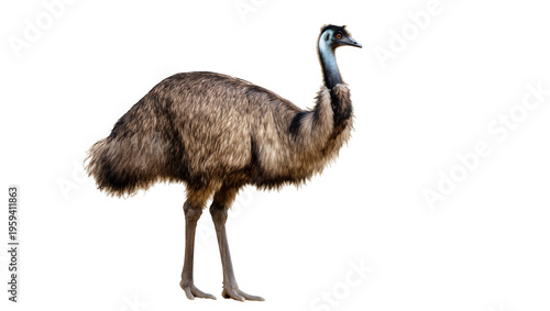 Tableau sur toile Large Australian flightless bird emu with long neck and shaggy feathers standing