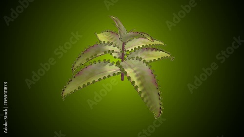 Bryophyllum anatomy plant. 3d illustrations