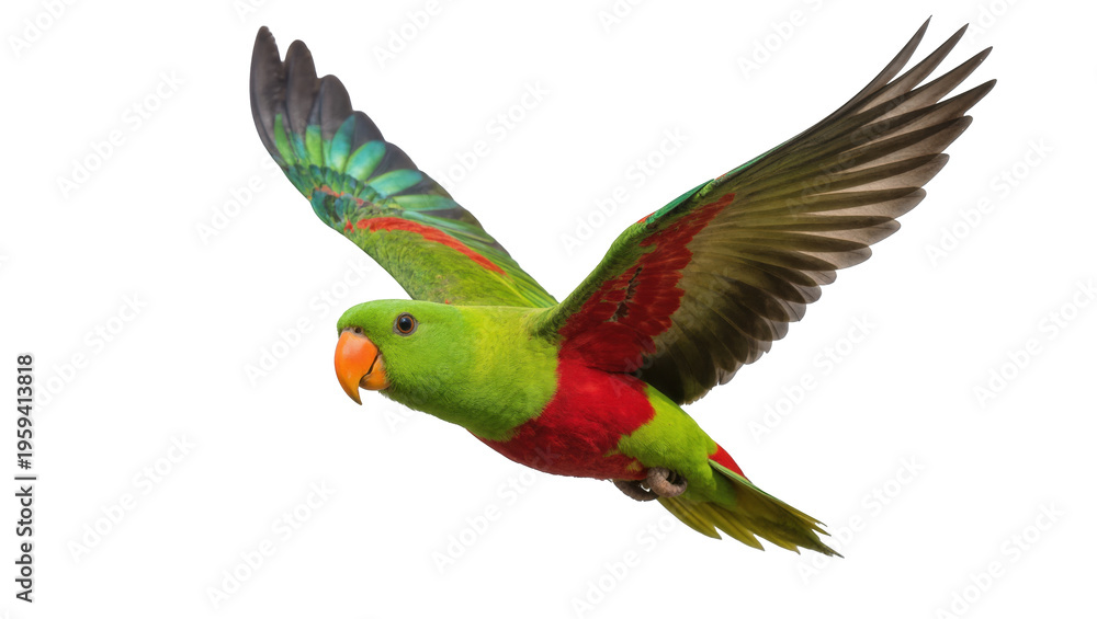 Fototapeta premium Majestic vibrant green and red parrot in full flight with orange beak and spread wings