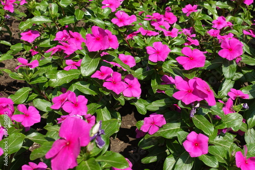 фотографія Plenitude of vibrant pink flowers of Catharanthus roseus in mid July