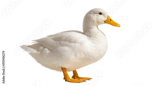 Slika na platnu Elegant domestic white duck with orange beak and webbed feet, standing in clean