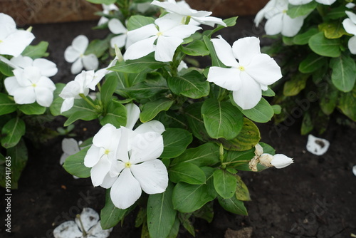 фотографія Plenitude of white flowers of Catharanthus roseus in July