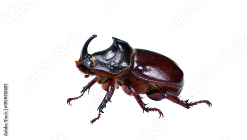 Foto Magnificent male rhinoceros beetle showcasing its distinct horns and robust dark