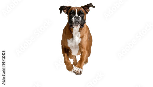 Fotografie Energetic brown and white Boxer dog running straight forward with powerful strid