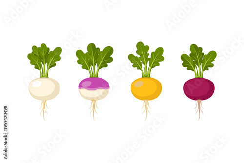 Collection of four colorful root vegetables with green leafy tops on a white background