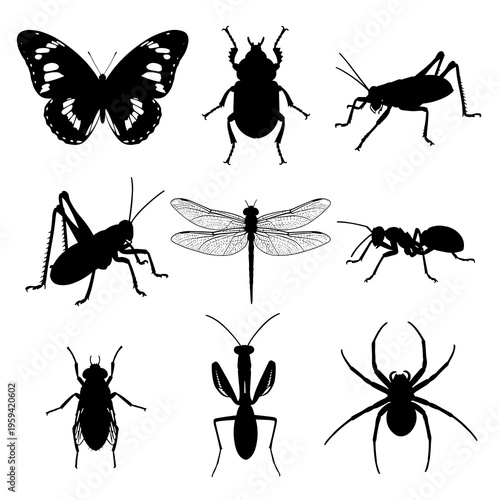 Vector Insect and Arachnid Silhouettes Collection Isolated on White Background

