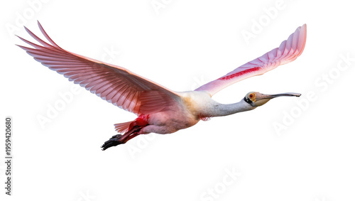 Konstfotografi Graceful Roseate Spoonbill soaring mid-air, showcasing its vibrant pink plumage