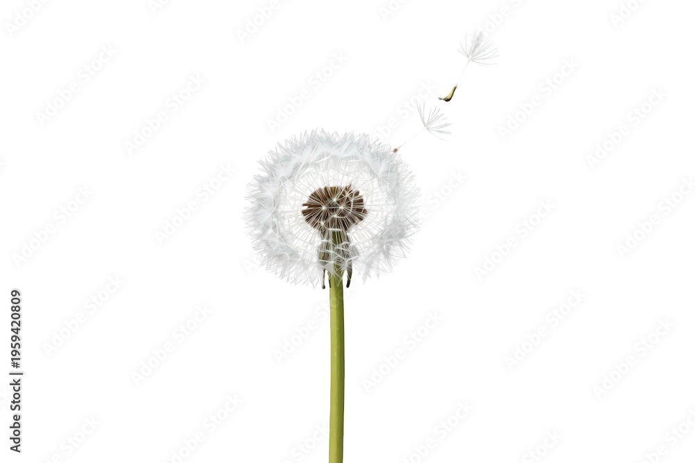 Fototapeta premium Dandelion seed head with parachutes blowing away, dispersing seeds in wind, natural growth, transparent background