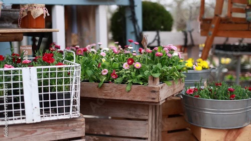 Colorful spring flowers in wooden crates at outdoor market. Blooming daisies and carnations in rustic display with cozy garden shop atmosphere. Fresh plants for gardening, seasonal floral background.