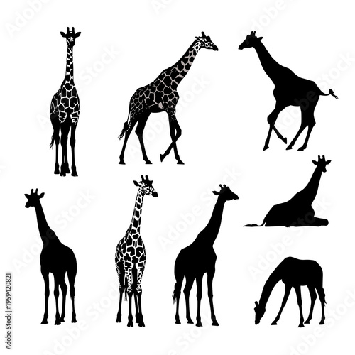 Vector Giraffe Silhouettes Collection Isolated on White Background
