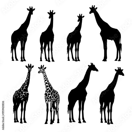 Vector Giraffe Silhouettes Collection Isolated on White Background
