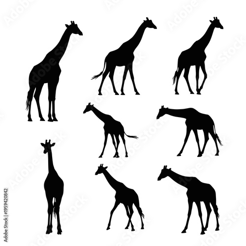 Vector Giraffe Silhouettes Collection Isolated on White Background
