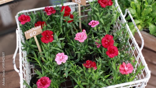 Red carnation flowers in box display at garden shop. Blooming potted plants arranged in crate at outdoor market, spring floral sale, retail gardening concept.