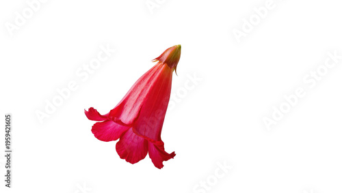 Foto Striking red trumpet flower blooming, elegant tubular petals, pure botanical cha