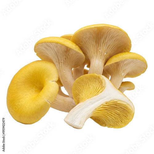 Golden oyster mushrooms, a delicious and nutritious ingredient for culinary delights