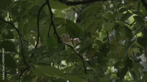 mangosteen flower tree