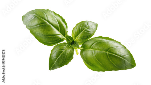 Foto Fresh green basil leaves fragrant herb for culinary dishes and healthy food ingr