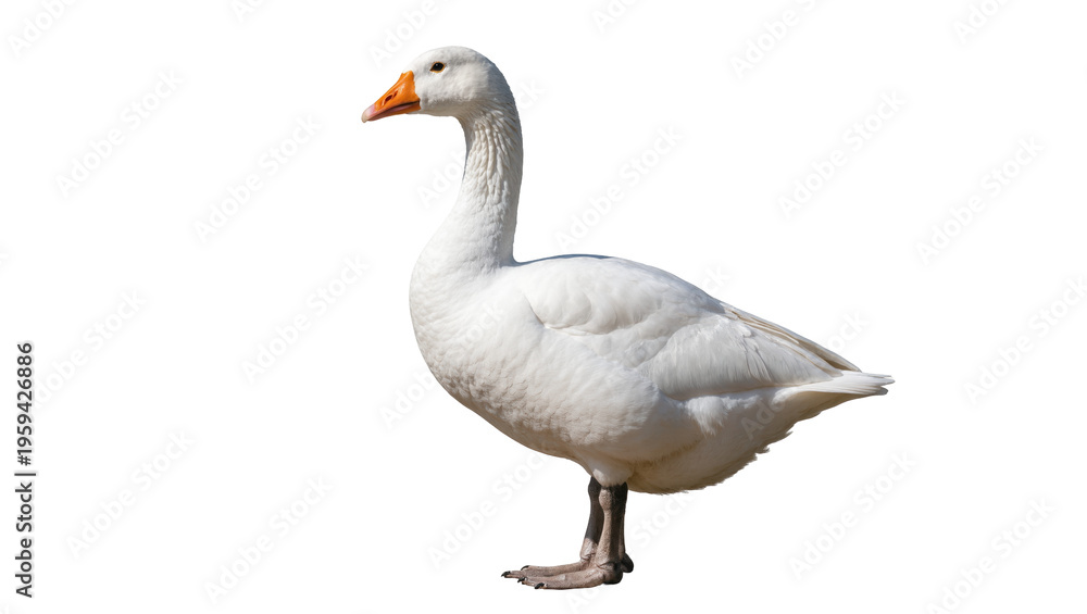 Obraz premium Magnificent white domestic goose standing calmly in profile, showcasing its beautiful plumage