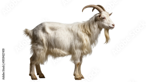 Canvastavla Majestic white male goat with long shaggy fur and impressive horns standing prou